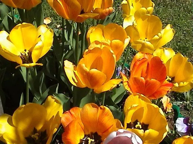 Haus Waldfriede Pertisau